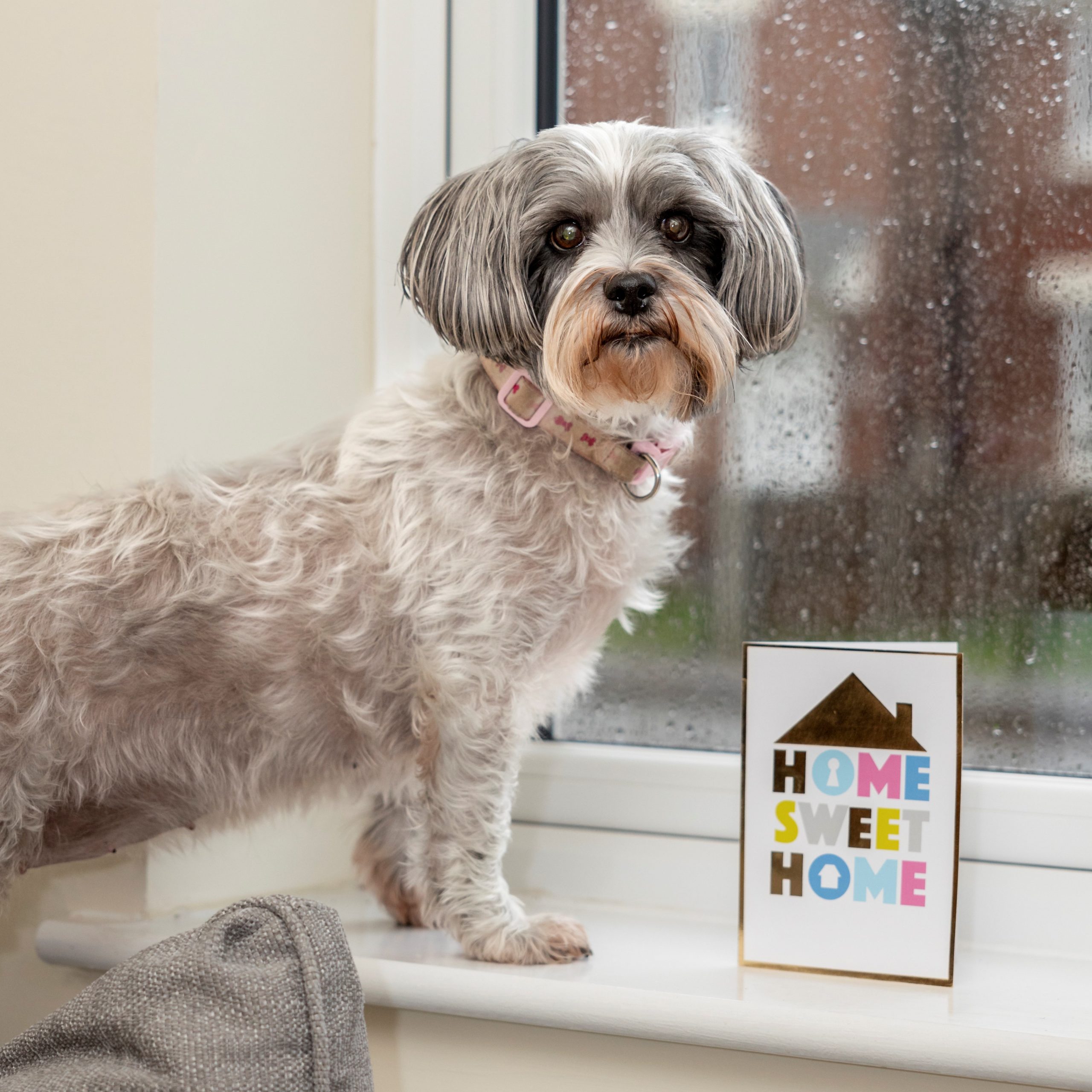 Small dog looks to camera standing next to a 'Home Sweet Home' celebration card