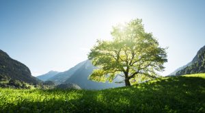 Idyllic landscape in the Alps, tree, grass and mountains